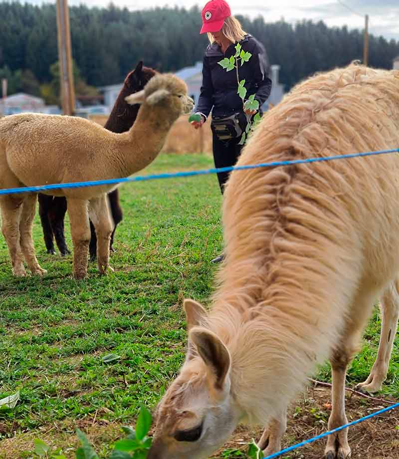 Magdalensberger Alpakas und Lamas