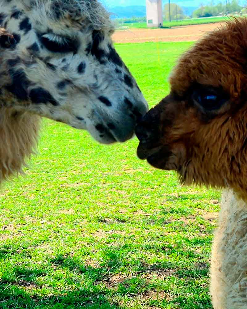 Magdalensberger Alpakas und Lamas