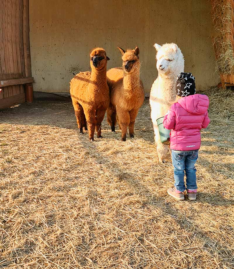 Magdalensberger Alpakas und Lamas